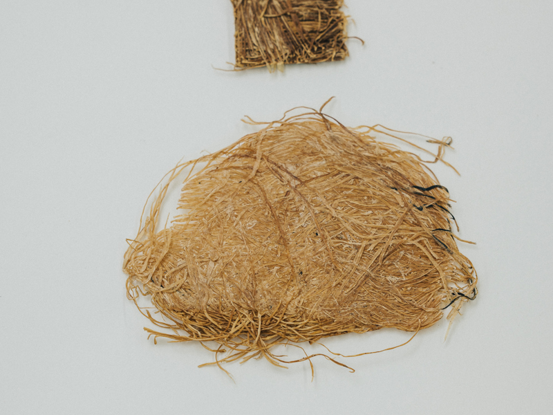 אריאל יעקבי