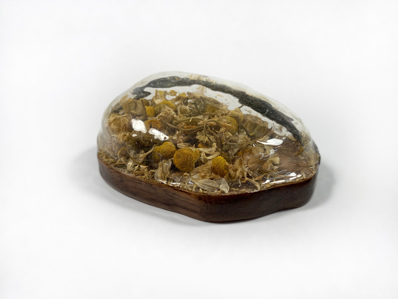 Maya Halevy, Shir Goldshtein