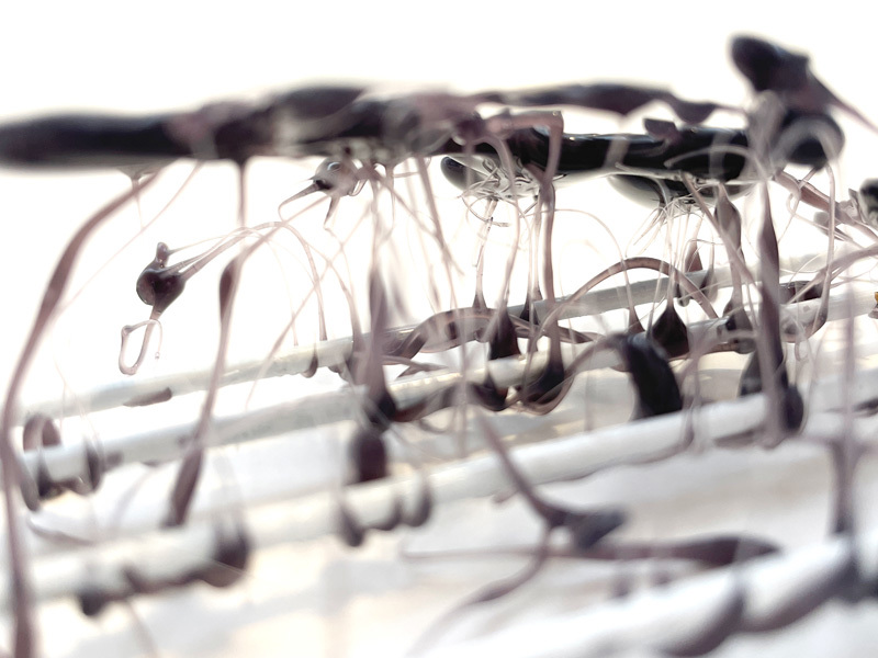 Gal Peled, Adi Stern