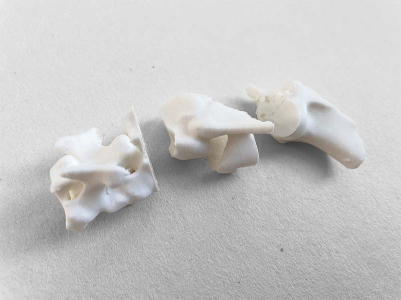  Hala Warwar, Lujain Ellal, Noa cohen, Shany Sialom, Noa rozenfeld