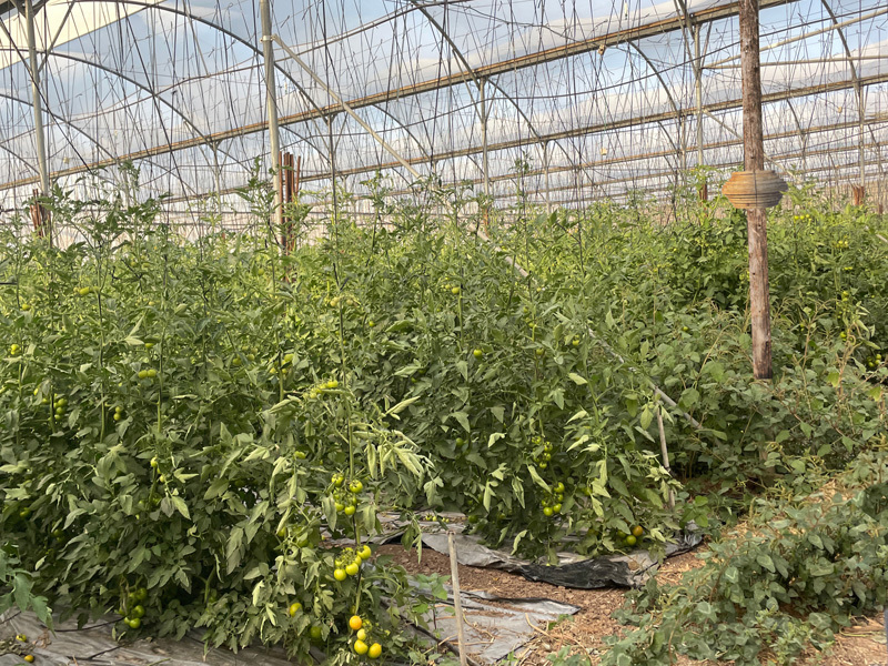 עדי שטרן וגל פלד