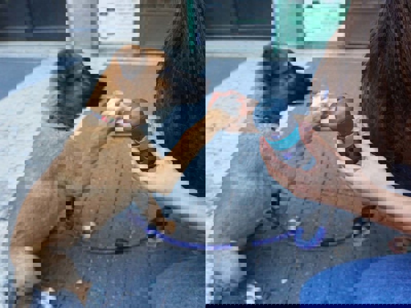 itai efrat and lotam huri