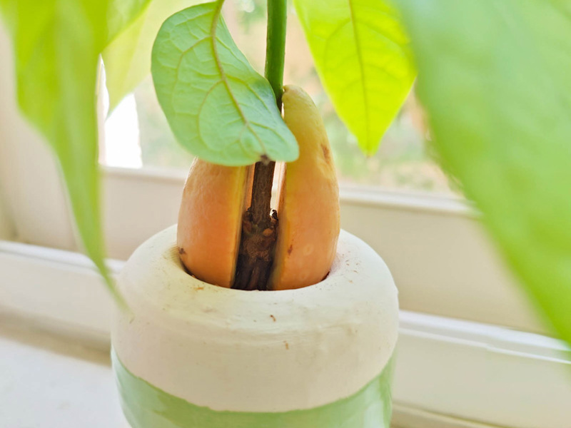 Danielle Feldhamer and Ariel Shragai