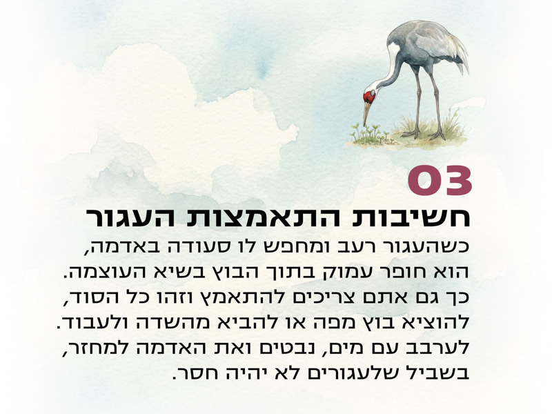 רויה פרלמוטר