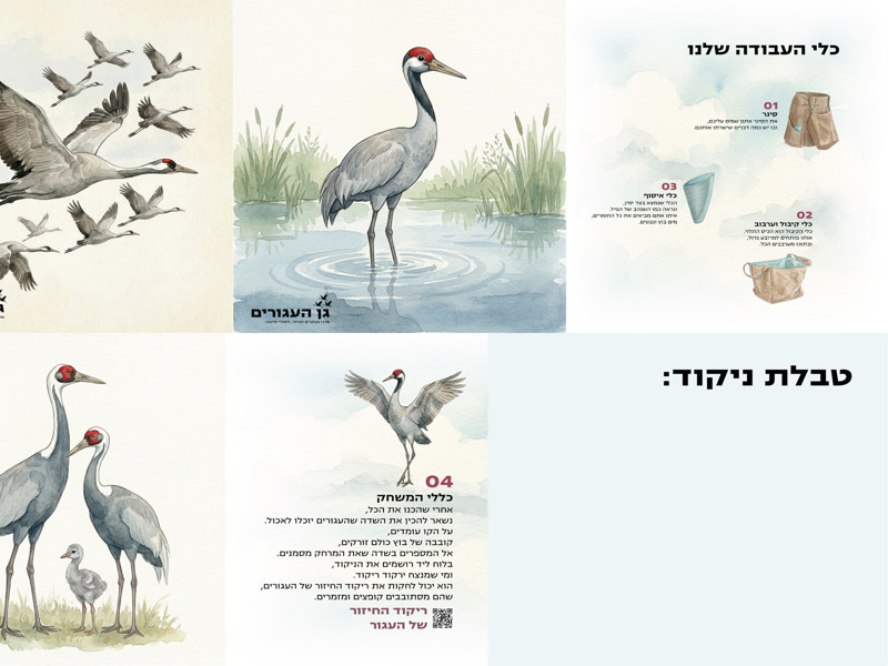 רויה פרלמוטר